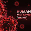 Human Metapneumovirus HMPV virus